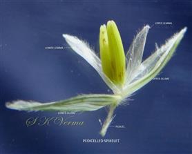  Pedicelled  spikelet - Male (Opened)